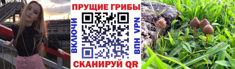 Купить где  Западная Двина  Псилоцибиновые грибы MAGIC MUSHROOMS 